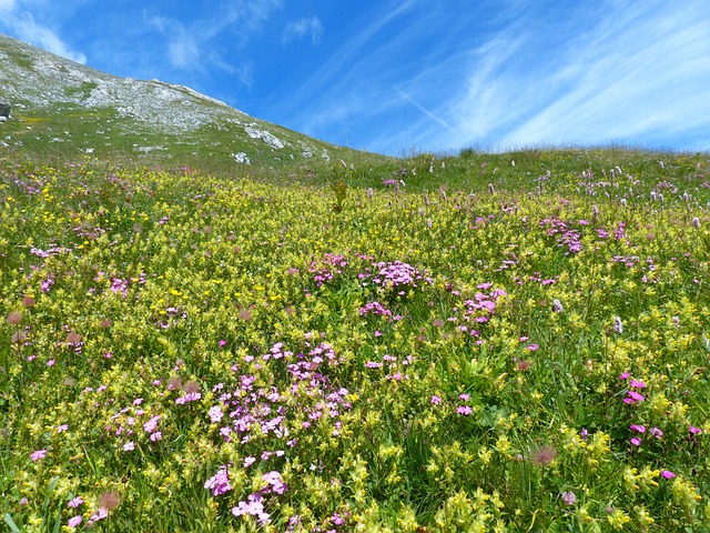 標高の高い山一面にに広がる花畑の画像