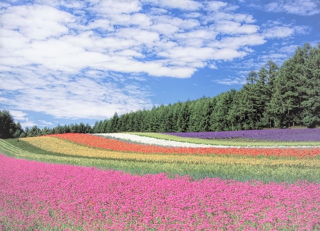 青空の下、虹色をした一面の花畑の写真。